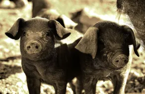 The Piggery - Image 2