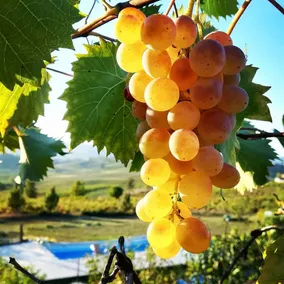Villa con sauna, piscina privata e griglia | Vista sul giardino | Adatta per il telelavoro - Image 2