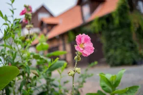 Lilac apartment in the ”Alten Gärtnerhof” - Image 4