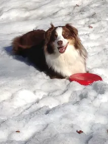 Spring in the Green Mountains/Pet Friendly-woof - Image 4