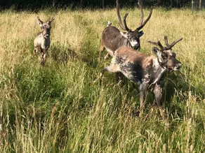 Lavender Lodge at The Cotswold Reindeer Herd - Image 4