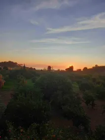 Villa Avocado in the mandarin garden in Özderesi - Image 5
