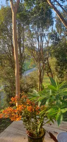 To Puerto Varas with Tinaja, forest and river. - Image 5