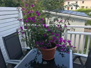 Cosy apartment, 50 m2, in a calm area! - Image 4