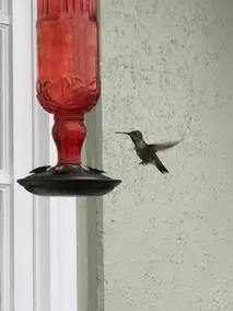Hummingbird Haven - Image 4