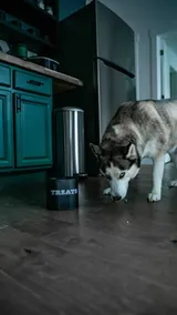 Crisp modern pet friendly cabin - Image 3