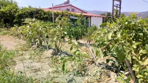 Velanidia beach house 10m from sea - Image 2
