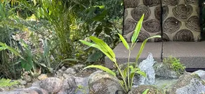 Coco Africa House ... A Private Forest Getaway - Image 4