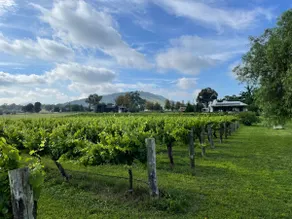 The Black Shed - Luxury Vineyard Escape Mudgee - Image 4