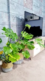 Stylish 2 bedroom Apartment / FREE Gated Parking - Image 5