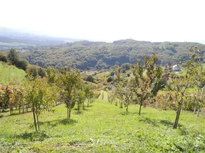 Vineyard Cottage Janko & Metka - Image 5