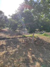 Hayat Bağ Evi - Image 2
