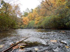 Snowbird Creek Cabin, Flyfish, Tail of the Dragon - Image 3
