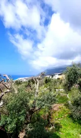 Mediterranean Garden House - Image 3