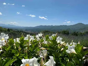 Magic View with Private Pool - Image 4