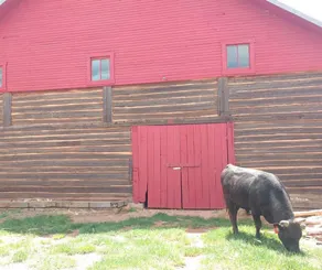 Oxford Horse Ranch - Image 4
