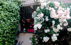 Dora's terrace -CIR 013145-CNI-00329 - Image 3