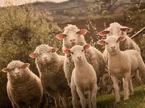 Le Mouton à 5 Pattes Aubagne-Cassis-Aix en Provence - Image 2
