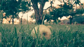 Under the Walnut Tree Pomer - Family & pet-friendly, big lawn, greenery, nature - Image 3