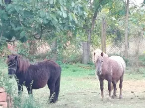 Pacir spa ponnies house(remodeled) - Image 3