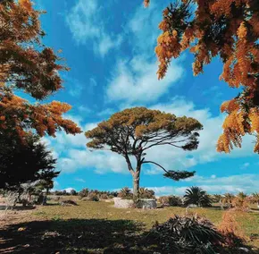 Villa Castiglione 1863 - The real Sicilian holiday - Image 3