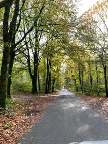 Little Alba - woodland retreat - Image 3