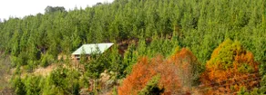 Single Storey Cabin at Stanford Lake Lodge - Image 2