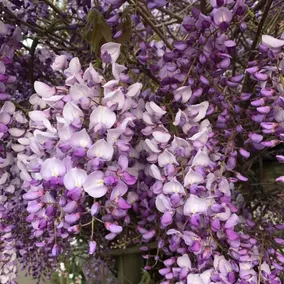 Wisteria Garden - Image 4