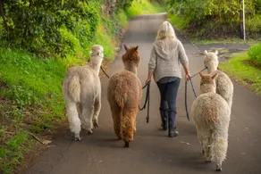 Upcountry Alpaca, Llama, and Rabbit working farm - Image 4