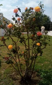 Sissy's Rose Garden apartment - Image 5