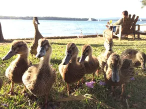 Chilling Lakeside on Lake Macquarie - Image 5