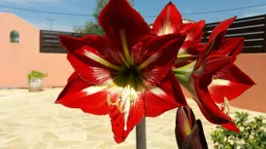 Amaryllis Boutique Apartments - Image 4