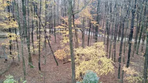 Retreat in the woods. Mt Gilead Ohio - Image 4