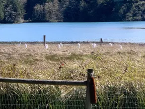 Egret Cove Cottage - a bird watcher's paradise - Image 3