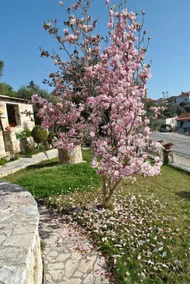 Amaryllis sea view - Image 3