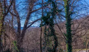 Ciclamino Studio, a view of the woods - Image 2