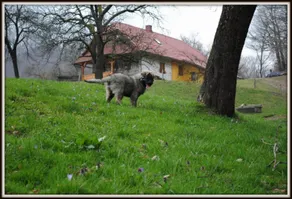 Tourist Farm Kunstek - Image 5