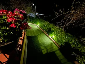 Alessandro's three olive trees - Image 3
