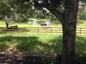 Cozy Texas Bluebonnet Country Cabin - Image 4