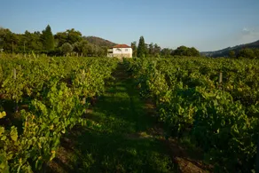 Casa da Vinha - Image 5