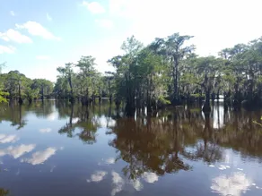 Pine Island Paradise - Image 3