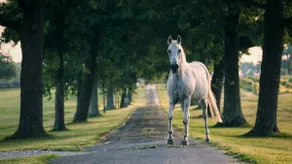 Cottage Retreat - Wine, Horses, Convenient - Image 2