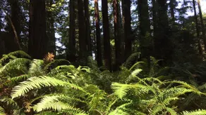 Eureka Redwood Retreat - Image 2