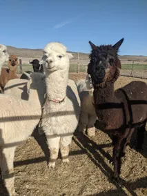 Loa's Farm For Everyone close to Capitol Reef - Image 2