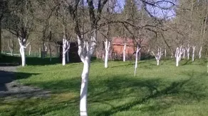 Biljevina - Image 4
