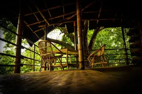 Bamboo House in a Lush Forest - Image 5