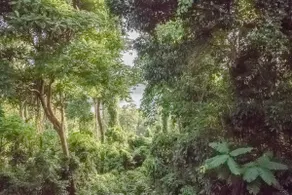 FOREST and OCEAN Nest with Self-Service Breakfast - AC, Monkeys, Pet Friendly with a Fee - Image 2