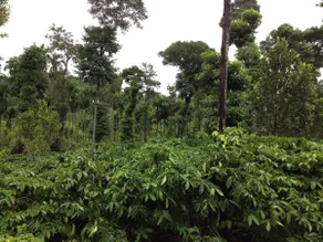Coorg Stay: 2BR Cottage | Inside Coffee estate - Image 3