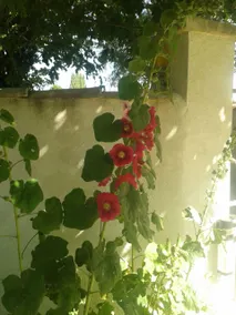 - C- Studio in the countryside, air conditioning, heated pool - Image 2