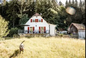Treetop apartment in a dream location on the edge of the forest - Image 2